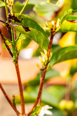 Coffea arabica pertenece a la familia de Rubiaceae.