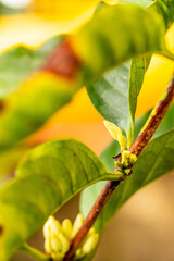 Coffea arabica pertenece a la familia de Rubiaceae.