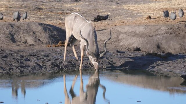 Greater kudu drinking from a waterpool in Khaudum National Park Namibia