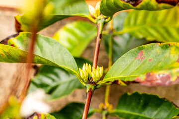 Coffea arabica pertenece a la familia de Rubiaceae.
