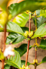 Coffea arabica pertenece a la familia de Rubiaceae.