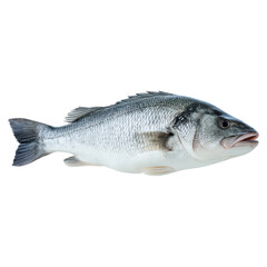 Obraz premium Freshwater bass fish swimming in clear water with natural habitat, isolated on transparent background.