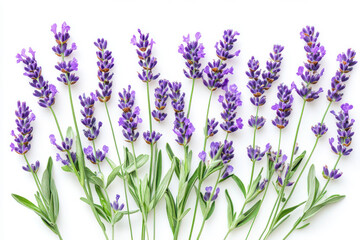 Naklejka premium Beautiful lavender flowers on white floral background top view photo isolated on white background