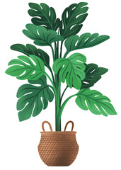 Monstera Swiss Cheese Plant