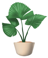 Ruffled Fan Palm Plant