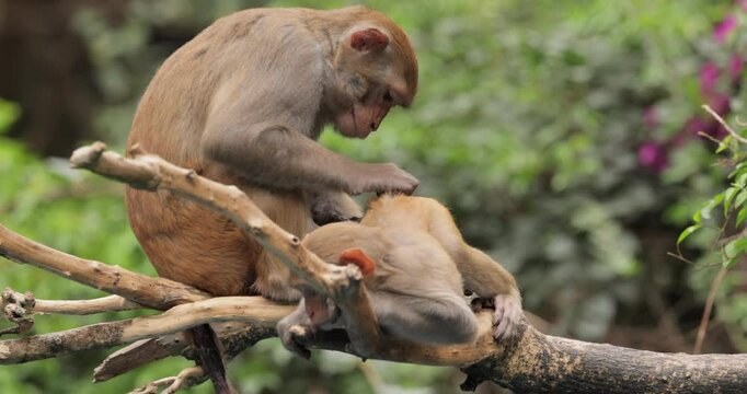 Macaques in nature. Macaques constitute a genus (Macaca) of gregarious monkeys. Macaques are found in a variety of habitats throughout the Asian continent and are highly adaptable.