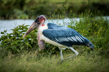Ein einzelner Marabu Storch läut mit auffallendem Kehlsack und Schnabel am Ufer eines Sees im Ngorongoro Krater in Tansania, Afrika
