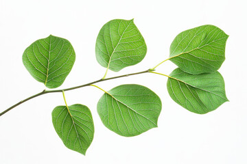 Naklejka premium Stock photo of green leaves on a branch with isolated on white background