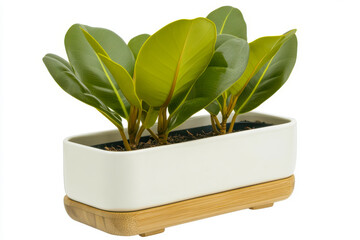 Rubber plant in white ceramic pot with wooden base home decoration isolated on white background