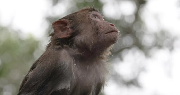Macaques in nature. Macaques constitute a genus (Macaca) of gregarious monkeys. Macaques are found in a variety of habitats throughout the Asian continent and are highly adaptable.
