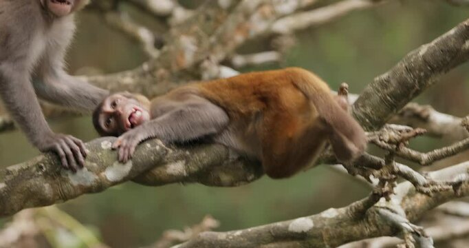 Macaques in nature. Macaques constitute a genus (Macaca) of gregarious monkeys. Macaques are found in a variety of habitats throughout the Asian continent and are highly adaptable.