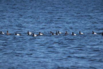 Raft of Greater Scaup Ducks males and females on the lake in late winter