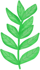 green leaves isolated on white background