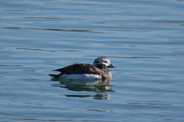 Female Long Tailed ducks with abberent plumage, different from the usual
