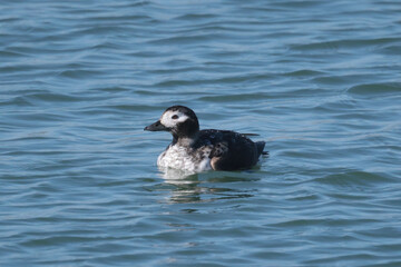 Female Long Tailed ducks with abberent plumage, different from the usual