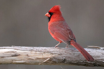 Male Cardinal on windy day with feather crest blowing all over the place