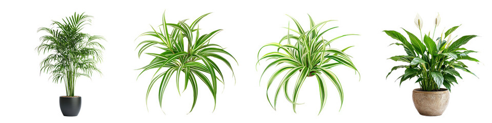 Fototapeta premium Collection of A healthy spider plant with its long, arching green and white leaves, isolated on a transparency background