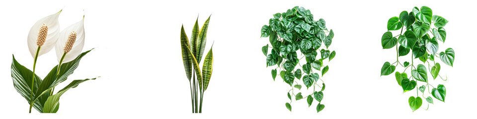 Naklejka premium Collection of A blooming peace lily with its signature white flowers, isolated on a transparency background