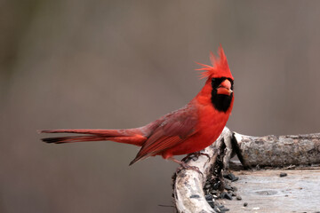 Male Cardinal on windy day with feather crest blowing all over the place