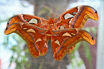 Butterflies are beautiful and colorful animals.