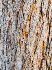 Dry tree bark texture as background