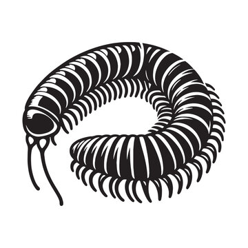 black and white millipede curled up clip art preview