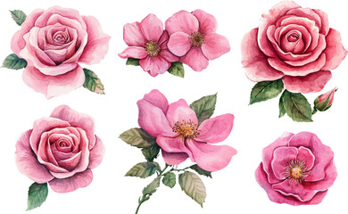 Fototapeta premium watercolor set of pink roses flowers