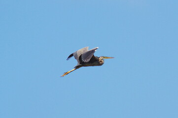 Purple heron in flight. Ardea purpurea