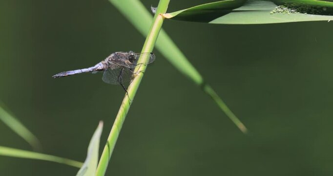 Dragonfly Libellula depressa, the broad-bodied chaser or broad-bodied darter, is one of the most common dragonflies in Europe and central Asia.