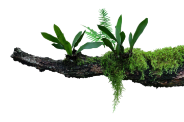 Green fern on a old tree on a transparent background