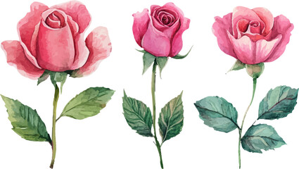 bouquet of roses vector illustration