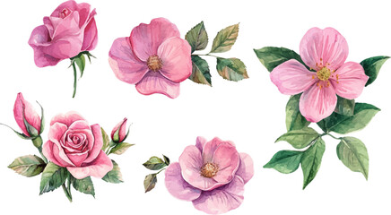 bouquet of pink roses