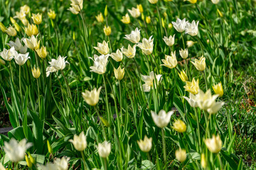 Fototapeta premium White and yellow tulips growing in a green meadow on a sunny spring day. The flowers are in full bloom, creating a natural and colorful landscape.