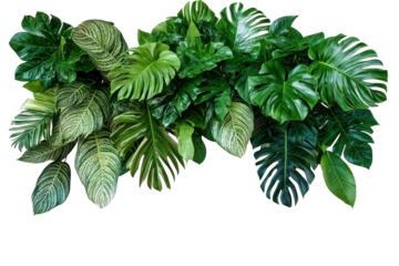 Tropical leaves foliage