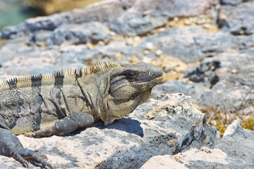 Iguana sitting on a rock next to the ocean
