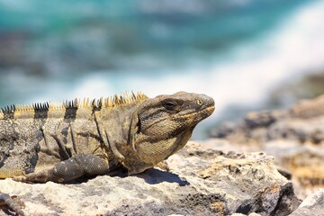 Iguana sitting on a rock next to the ocean