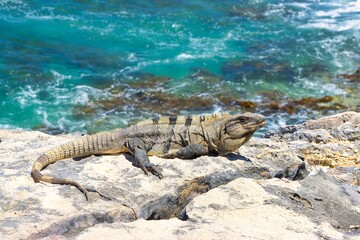Iguana sitting on a rock next to the ocean