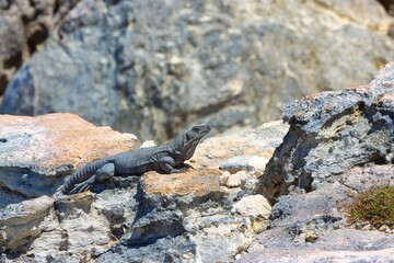 Iguana sitting on a rock next to the ocean