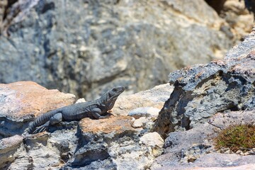 Iguana sitting on a rock next to the ocean