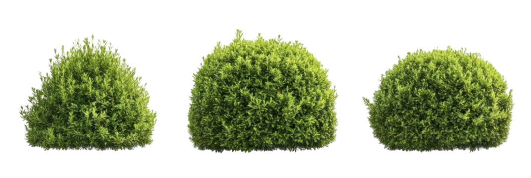 A set of trimmed leaves  thuja shrubs on a transparent background