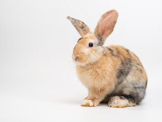 Adorable rabbit with tri-colored fur sitting on white background.