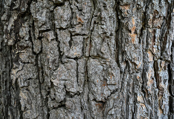 Patterns of tree bark in the forest