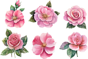 Naklejka premium watercolor pink rose flower clipart
