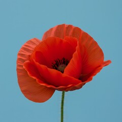 Vibrant Red Poppy Flower Against Blue Sky - Nature, Floral, Botany, Bloom Photography