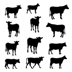 Set Cow silhouettes, Set of jersey cow silhouettes in various poses. isolated vector on white background.