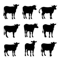 Set Cow silhouettes, Set of jersey cow silhouettes in various poses. isolated vector on white background.