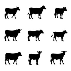 Set Cow silhouettes, Set of jersey cow silhouettes in various poses. isolated vector on white background.