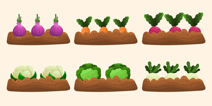 Vegetables in the garden in the farmer's vegetable plot. shallots, carrots, beetroot, cabbage, cauliflower, radish. Vector illustration.
