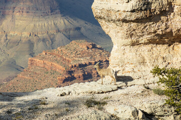 Bighorn sheep looking out over the Grand Canyon National Park, Arizona
