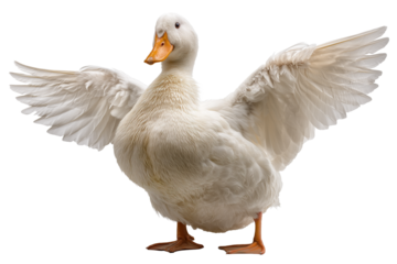 Winged Exuberance: Joyful Display of a White Duck's Embrace